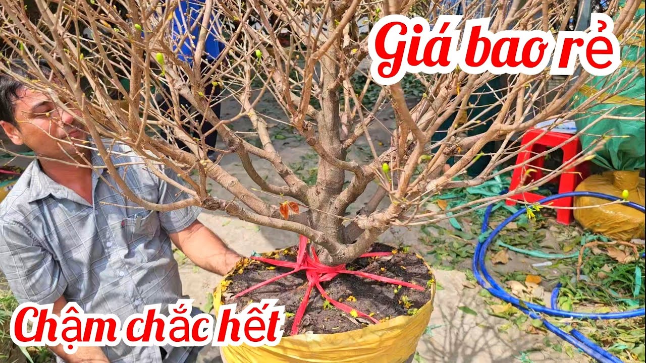 A Nguyên 📲 0332333910 mai giảo Thủ Đức giá rẻ 25/2 mùng 9 Tết Bến Tre (@MaivàngQuêdừa)