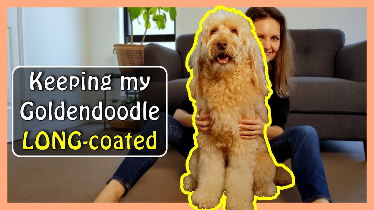 Why (& How) I keep my GOLDENDOODLE'S Coat LONG