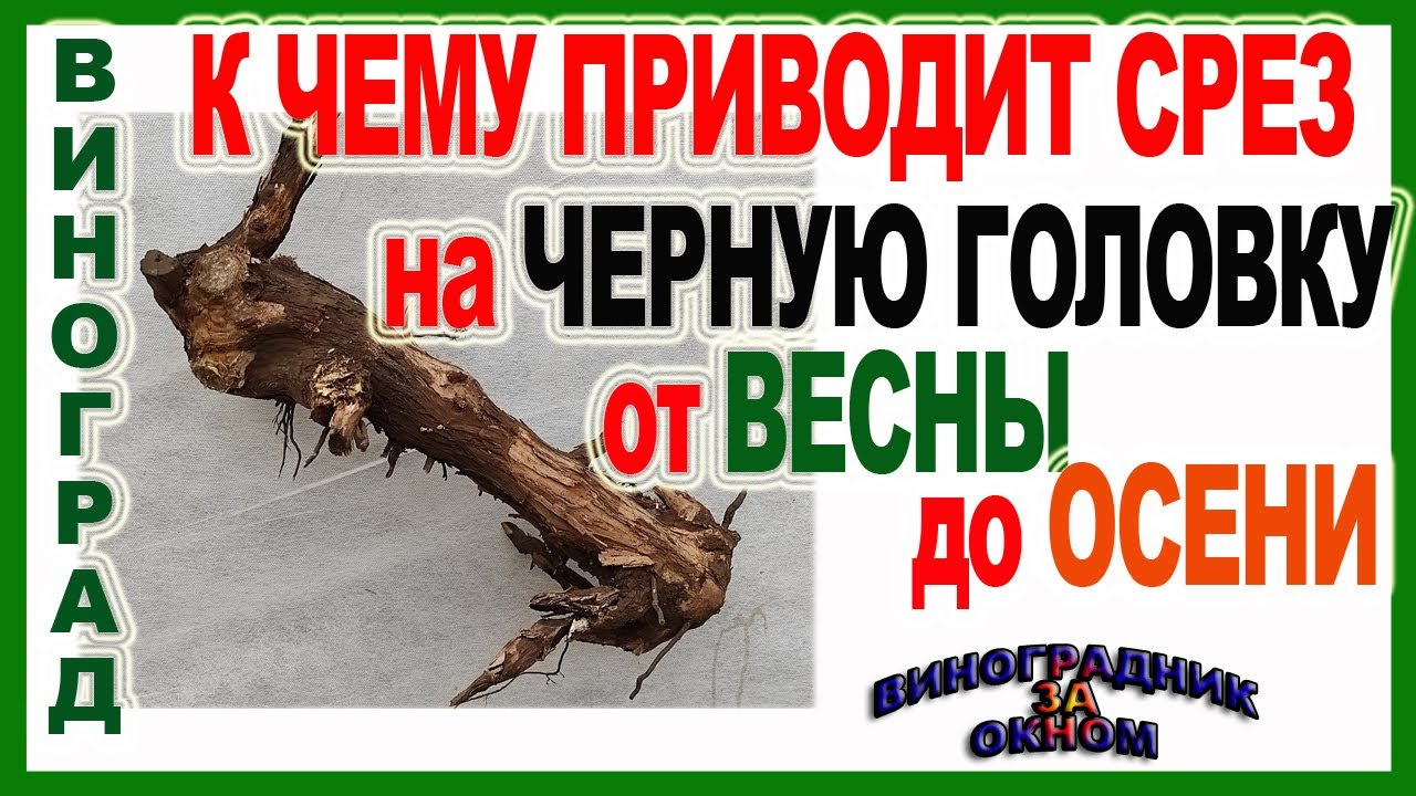 🍇 Стой! Прежде чем срезать виноград на черную головку, Посмотри мой результат. Омоложение винограда.
