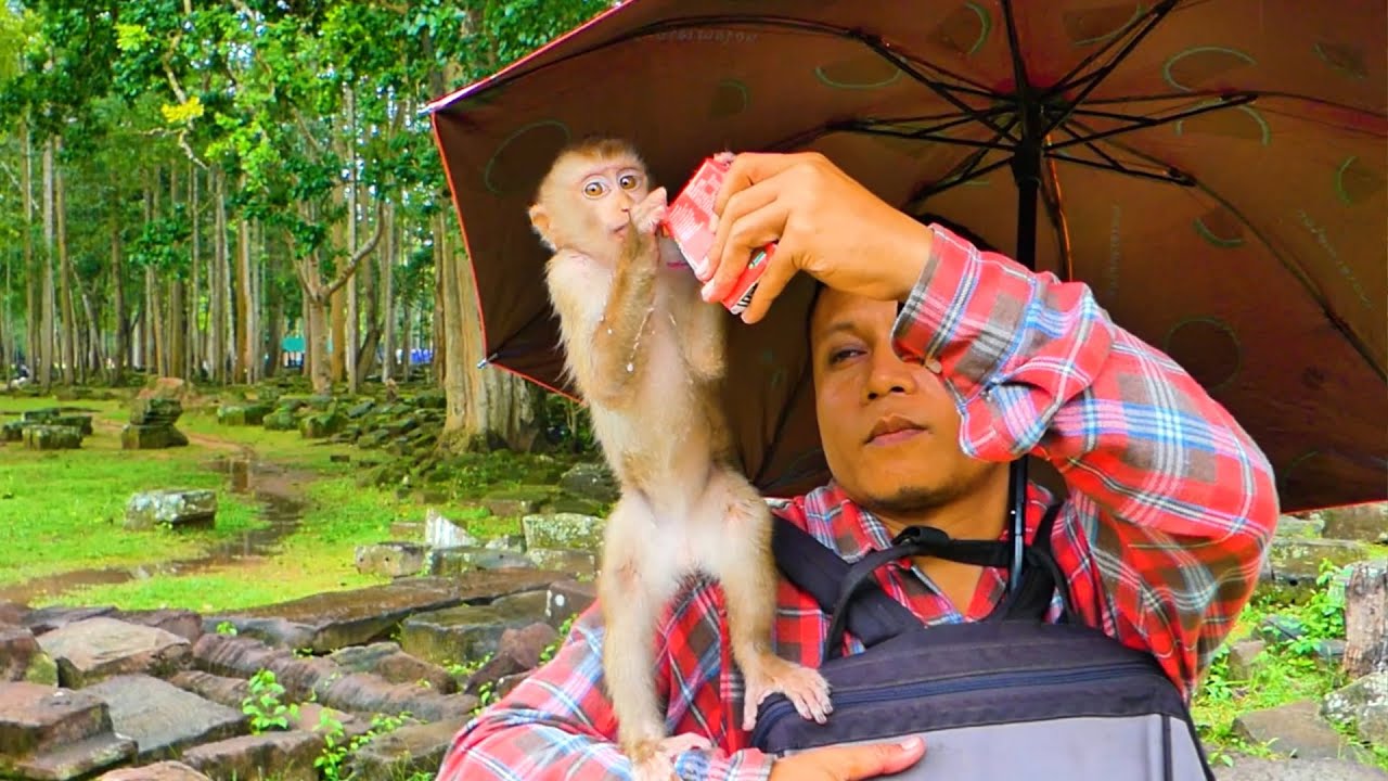 We help feed milk to baby Lily Leo while the Raining  and they are so lovely