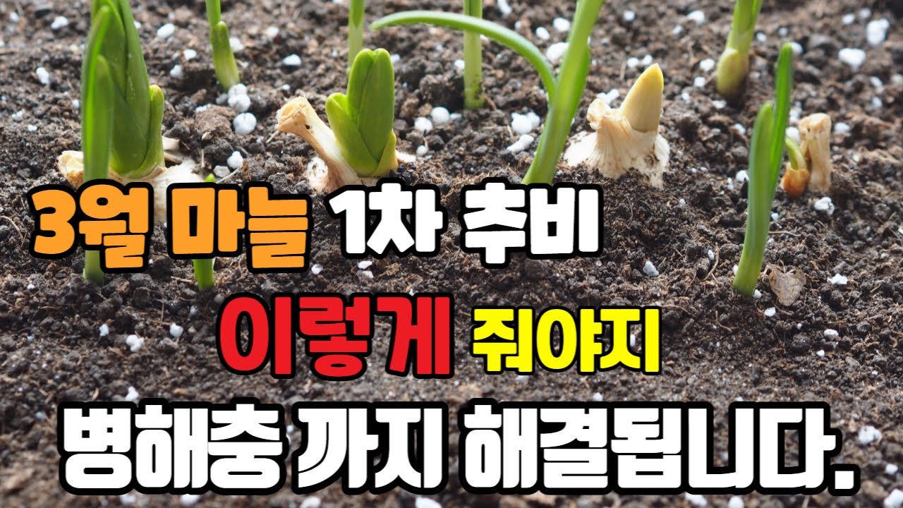 3월 한지형 마늘 추비 구성 요소와 적절한 시기는?