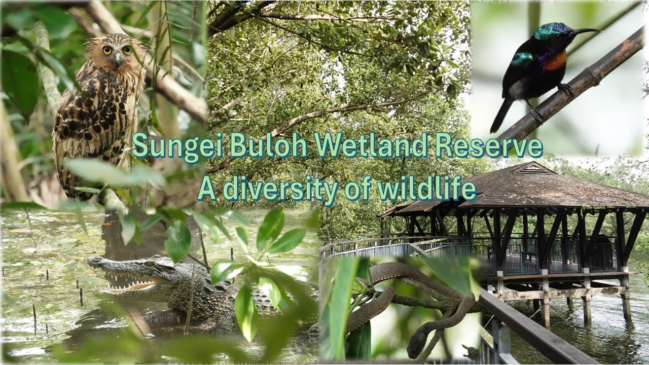 Sungei Buloh Wetland Reserve-A diversity of wildlife in Singapore. 28 Dec, 1 Jan 2025.
