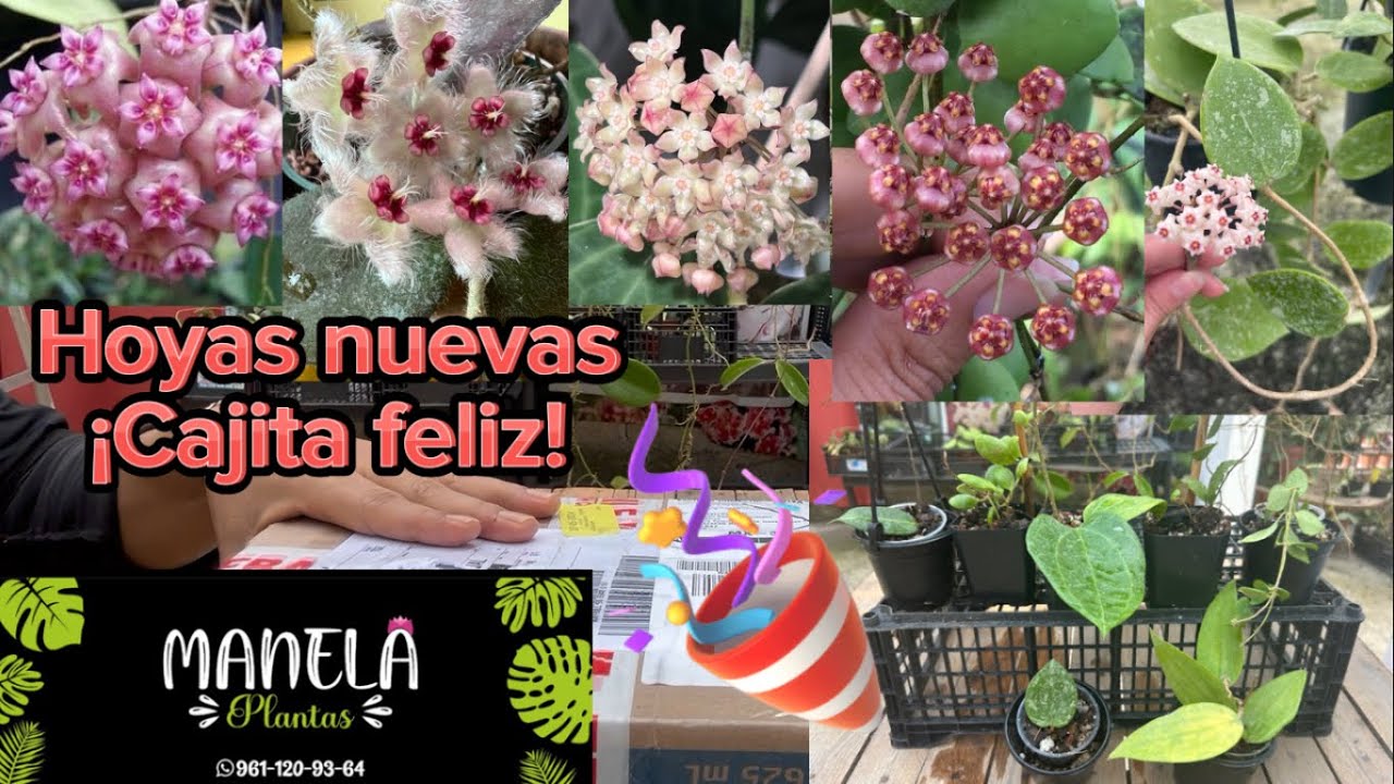 ¡Hoyas nuevas! Sarawak cream ,Pallilimba,UT-039, Caudata Sumatra etc.