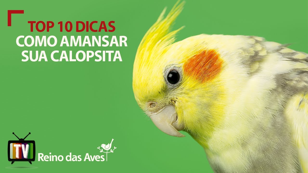 Top 10 dicas: Como Amansar Calopsita