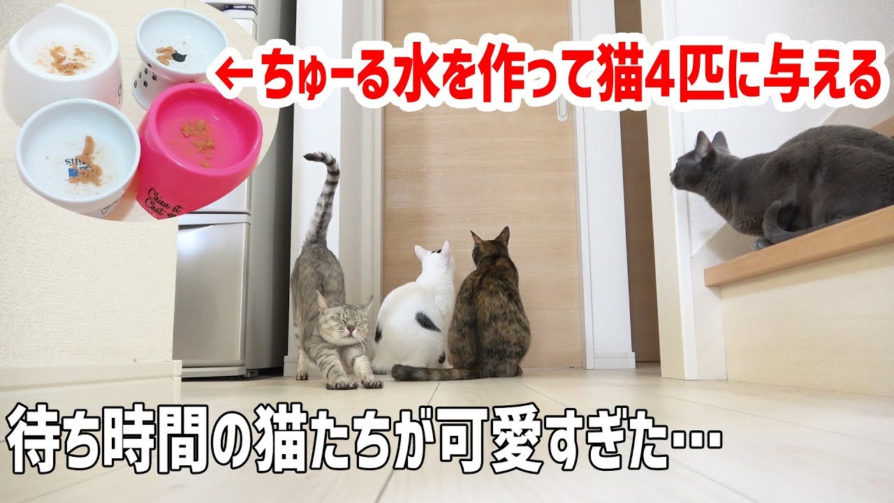 猫4匹にちゅーる水を作って与えてみた…水分補給にオススメ！