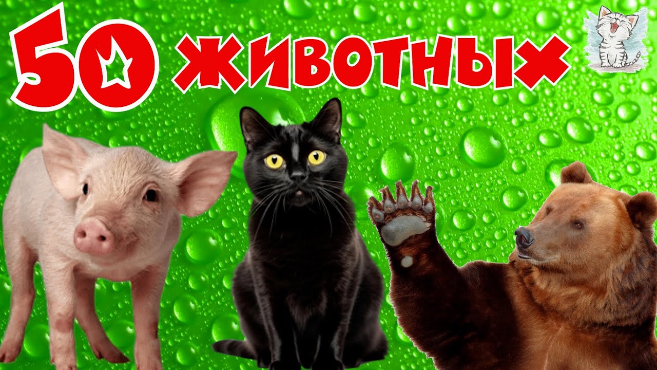 Животные и их звуки для детей. Сборник, обучающее видео