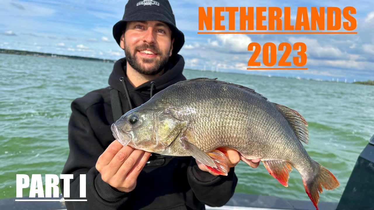 Barsch-Eskalation am Volkerak 🍒 - Netherlands 2023 Part I - WildFishTV
