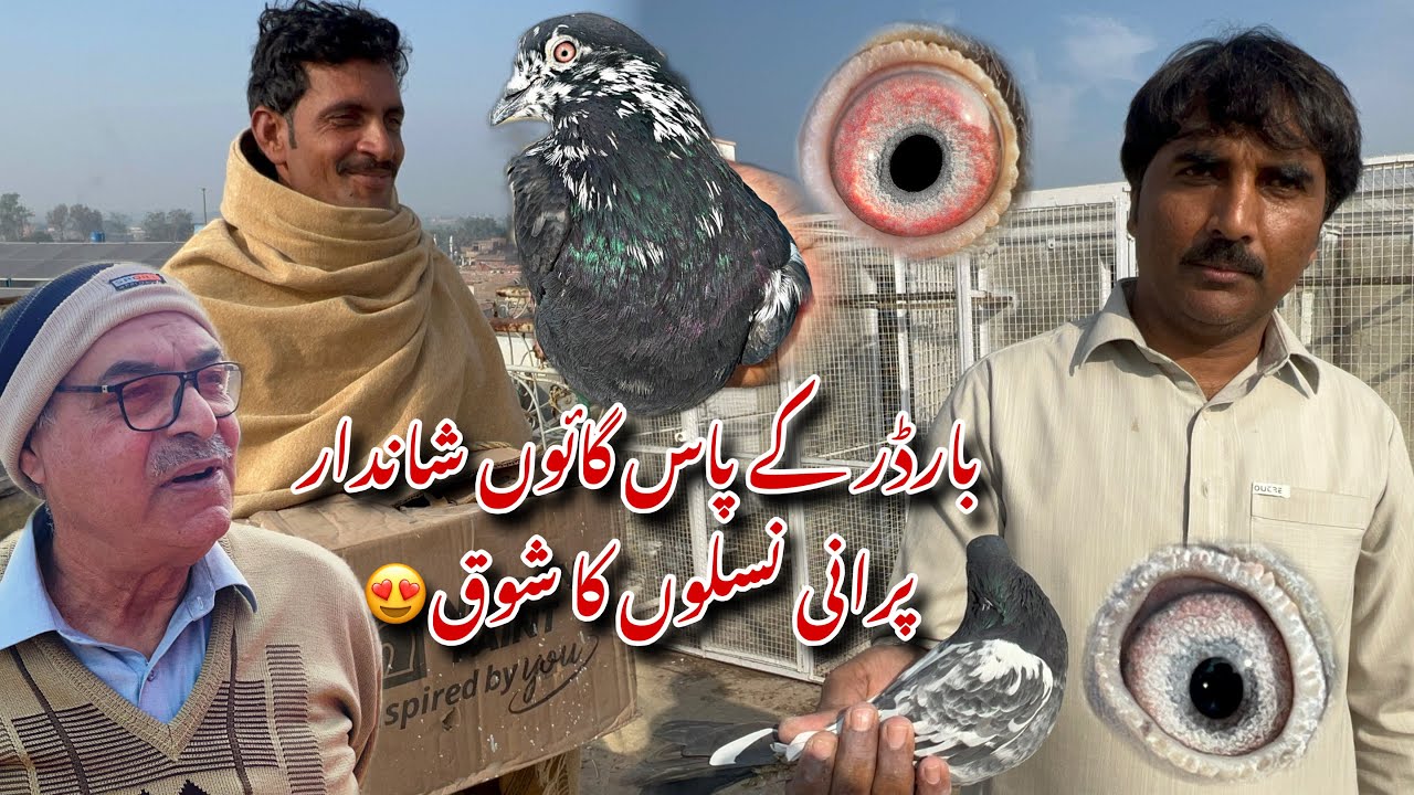 Border k pass village mai shandar purani naslon k kabotaro ka shok 😍