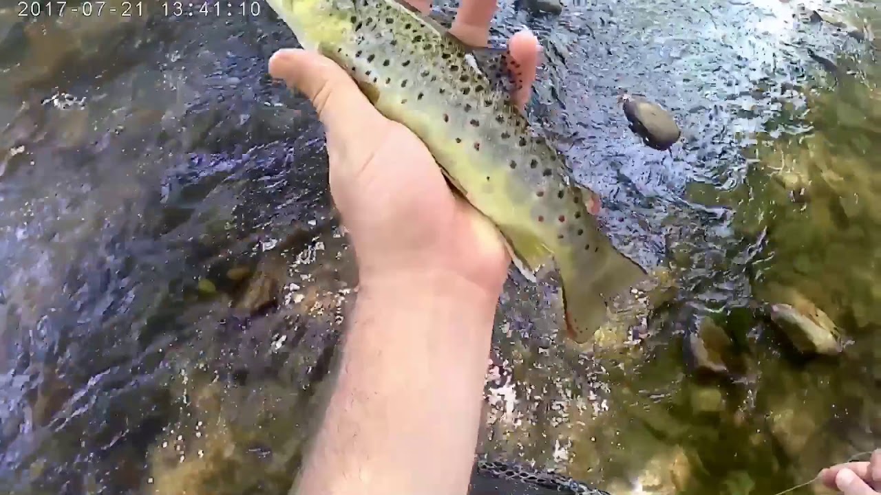 Fly fishing western Nc