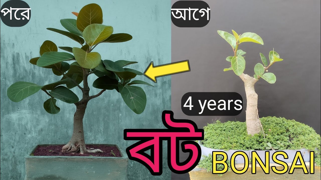 বট গাছের বনসাই করার পদ্ধতি || Ficus Banglensis bonsai
