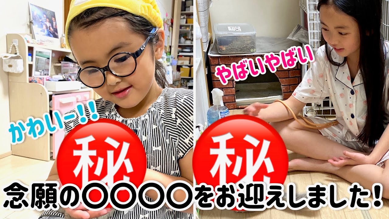 【家族が増えました】念願のペット　ペットお迎え　チンチラ　チンチラ飼い方　チンチラ購入　飼育　ペットのいる生活　動物　小動物　動物好き　ペット女子　ペット紹介　ペット　シナモン
