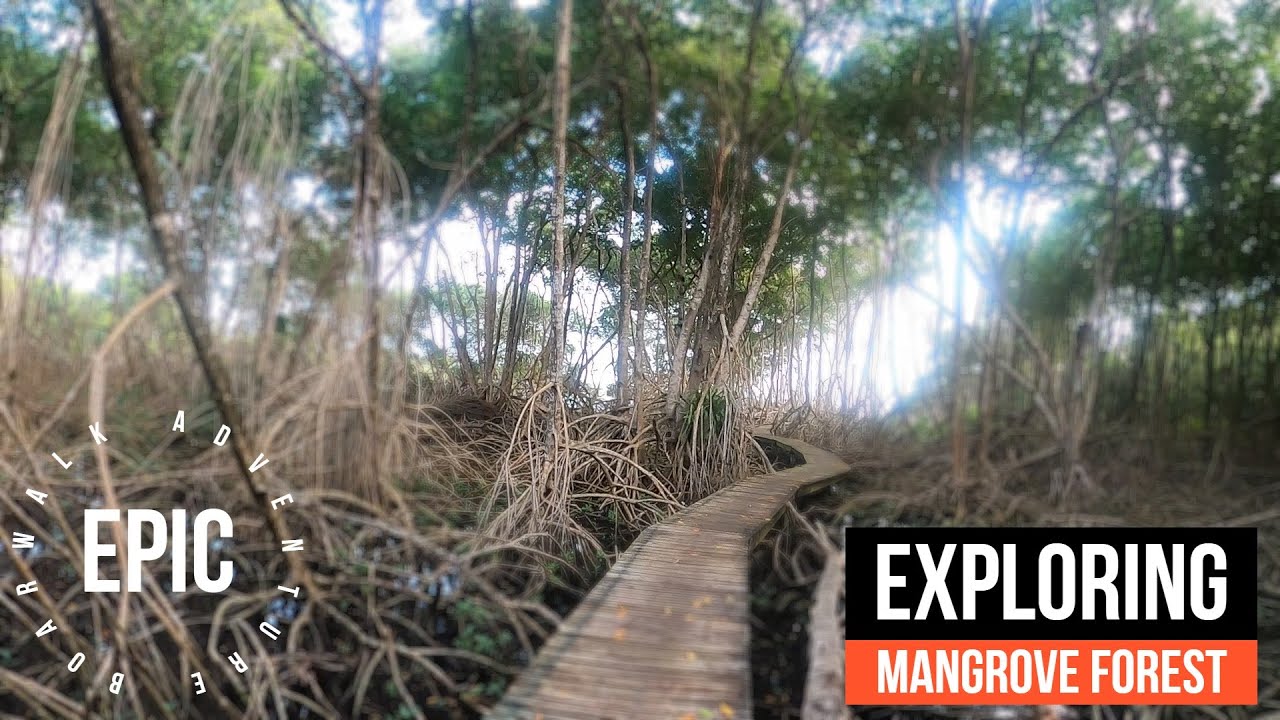 Tobago - Recently Refurbished Boardwalk | Mangroves | Tobago Plantations | Relaxing Music | Pt 2
