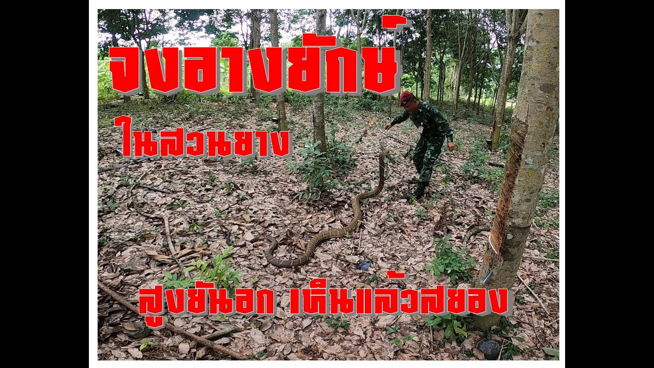 จงอางยักษ์ ในสวนยาง