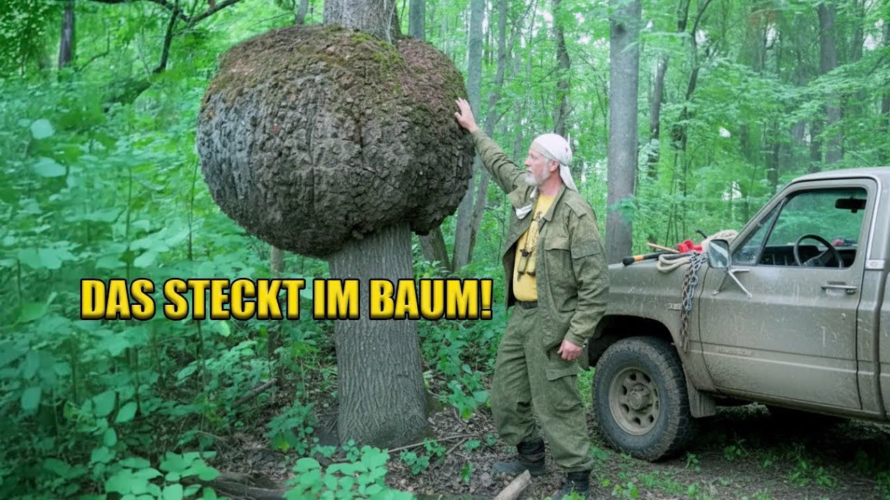 Der Holzf&auml;ller, der DIESE Beule aufschnitt &ndash; und etwas Unfassbares entdeckte