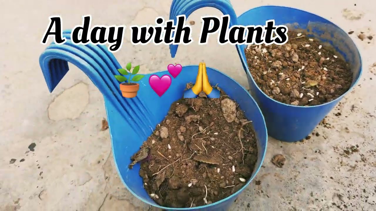 पौधों के साथ, ख़ुद से मुलाक़ात a day with 🌱 #naturelovers #plants #naturalgirl #positivevibes 