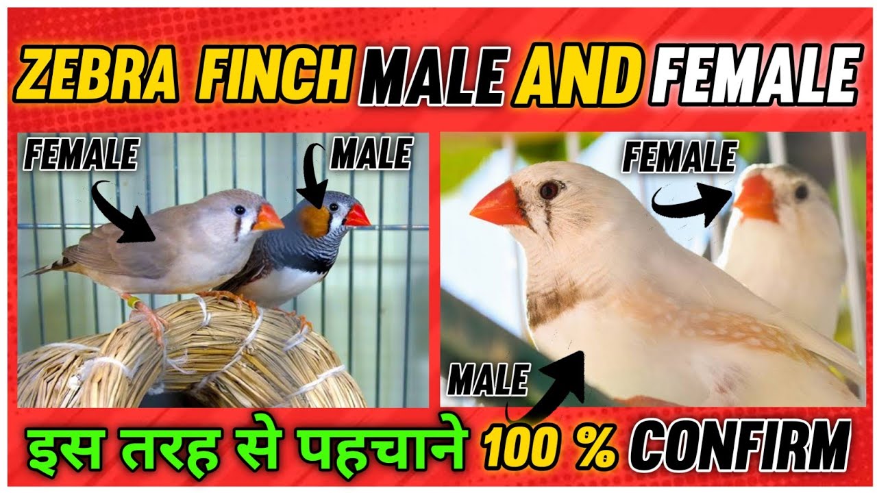 Zebra Finch Male Female Kaise Pahchane Zebra Finch Male Female Difference