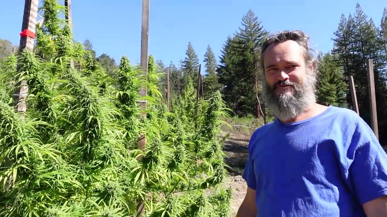 PURPLE HAZE  -  (not so purple) - Field Notes: 10/23/22