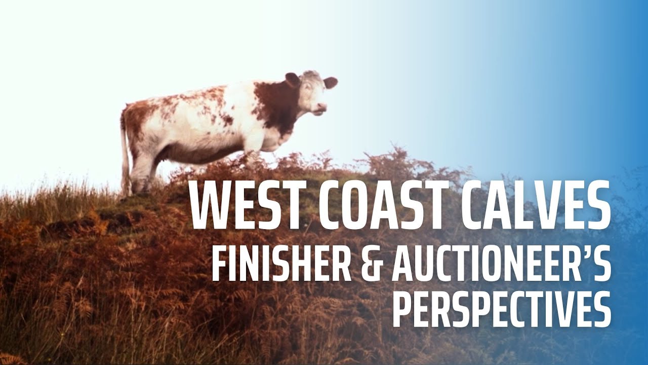 West Coast Calves - Finisher & Auctioneer's Perspectives