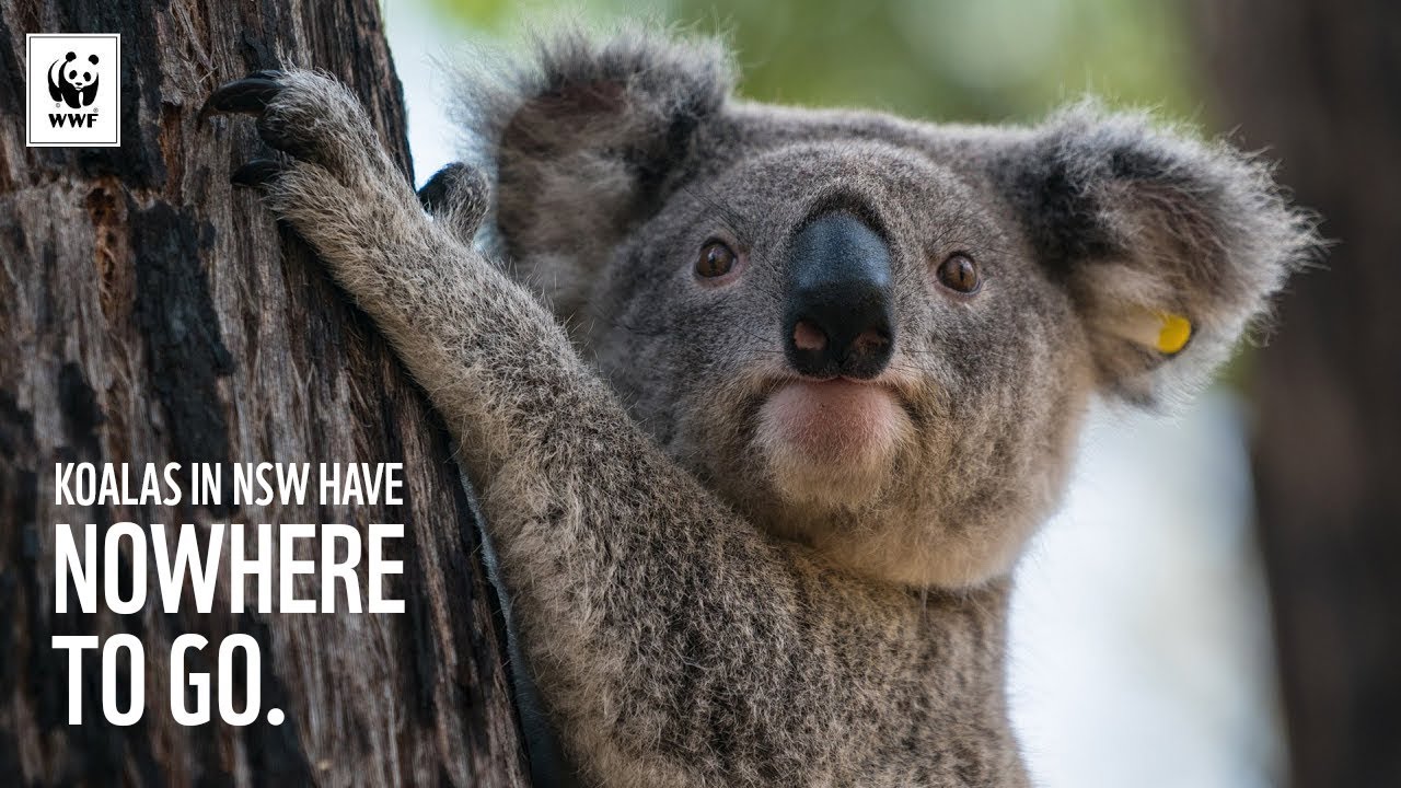We're losing our koalas in NSW | WWF-Australia