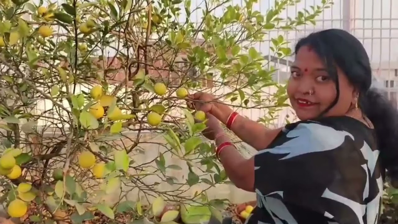 मेरे गार्डन के नींबू का हार्वेस्टिंग 🌱🍋✂️🥰👍👌#gardening #greenlove #gardeningplants #viral #plants 