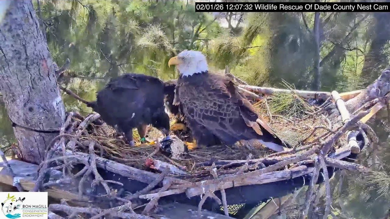 Wildlife rescue of Dade county 2026.2.1 The Eaglet was banded yesterday.