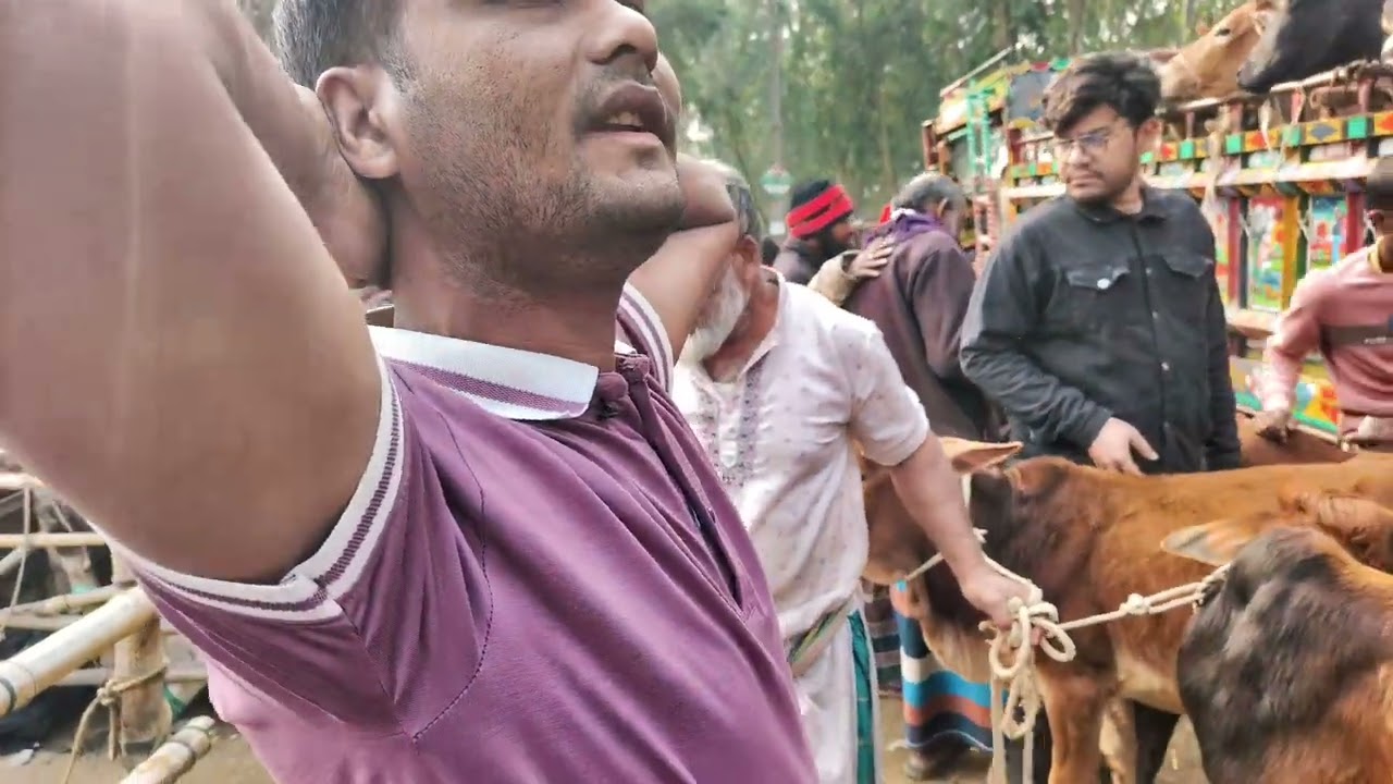 প্রিমিয়াম শাইওয়াল ষাঁড় বিক্রয় — খামার উপযোগী, আমবাড়ি হাট দামদর