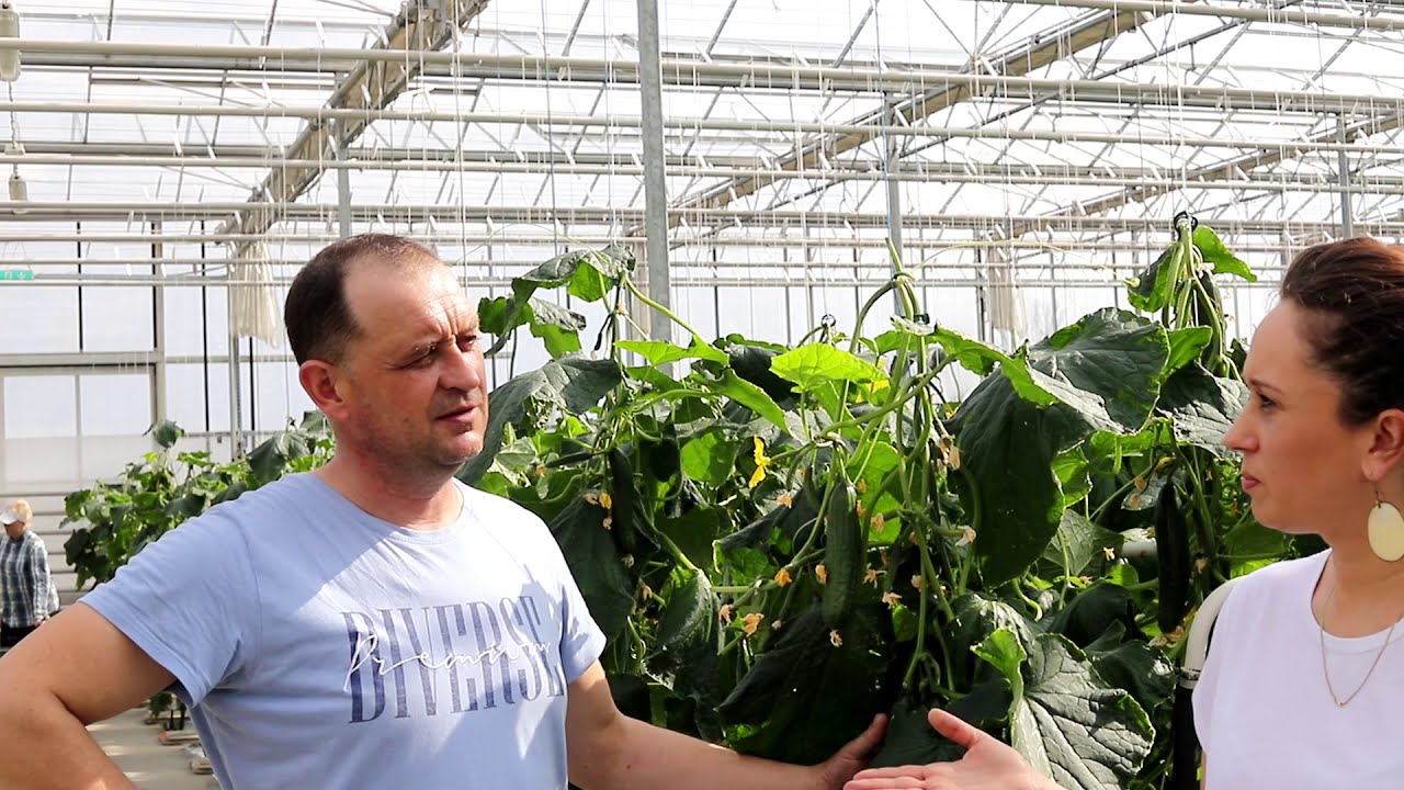 Ogórki szklarniowe w połowie marca