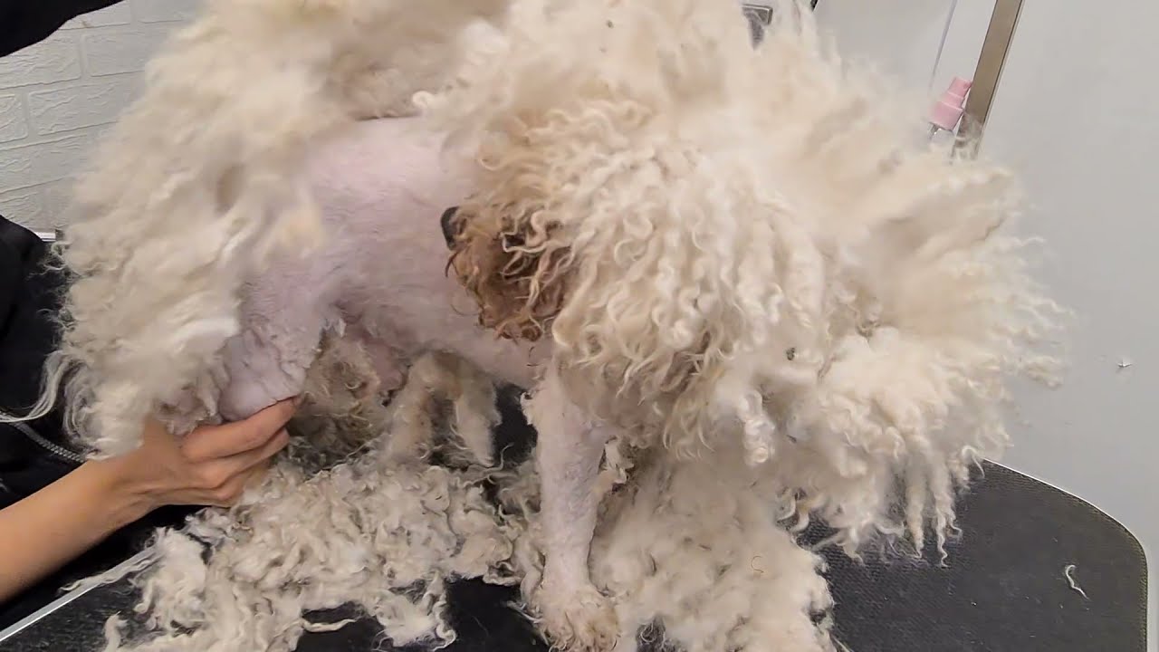 Unrecognizable! A Heartbreaking Dog Grooming Transformation