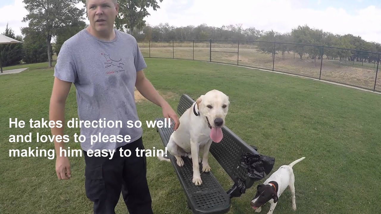 All Dogs Unleashed Cosmo the rescue dog