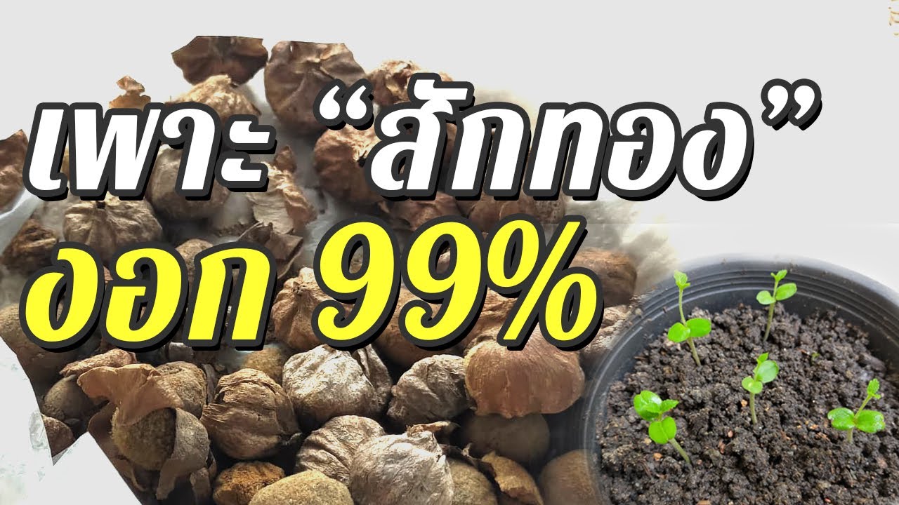 ห้ามพลาด วิธีการเพาะเมล็ดสักทอง ให้งอก 99% ภายใน 7 วัน