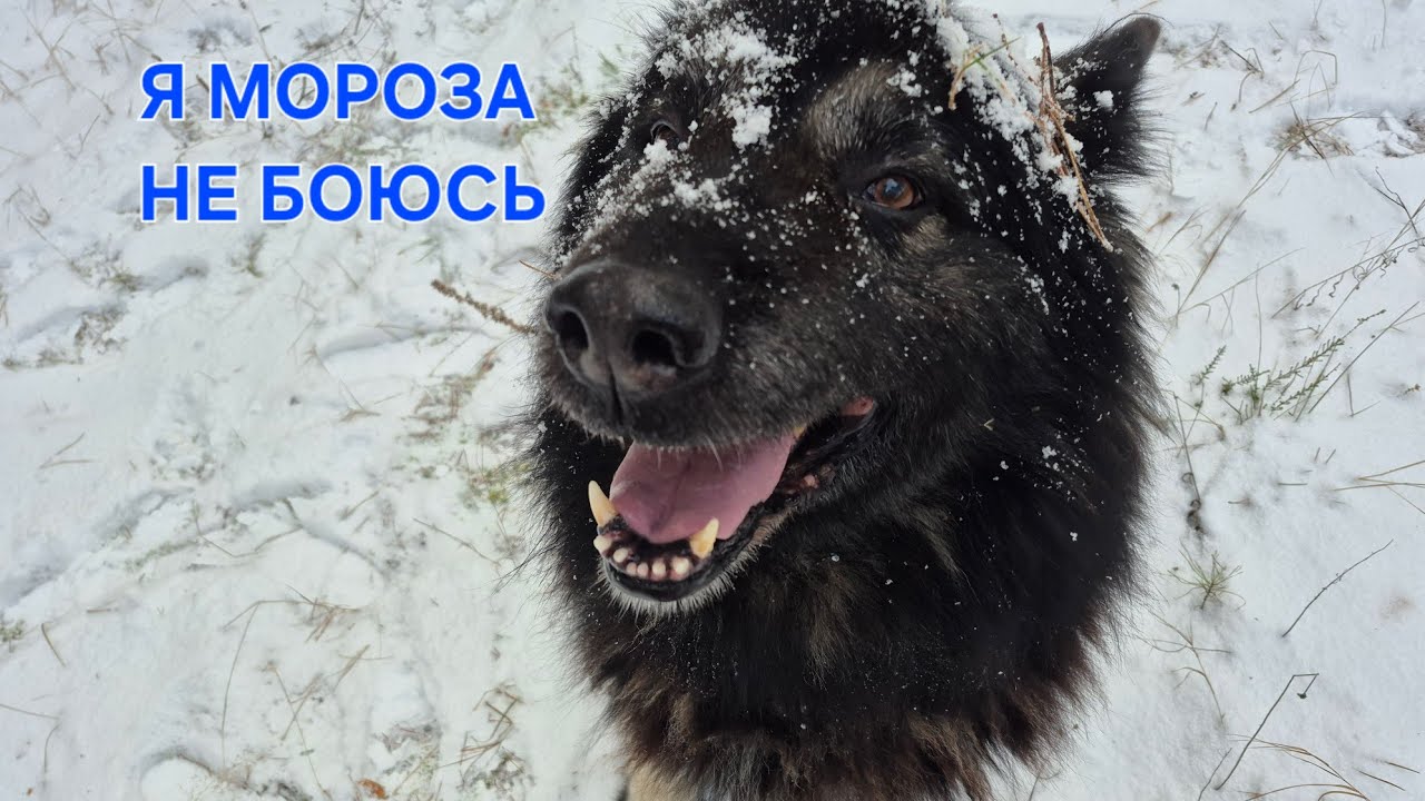 ПРОГУЛКА В -20 С МАЛАМУТОМ (мы мёрзнем а собаке нипочём )