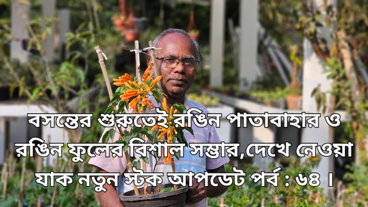 বসন্তের শুরুতেই রঙিন পাতাবাহার ও রঙিন ফুলের বিশাল সম্ভার,দেখে নেওয়া যাক নতুন স্টক আপডেট পর্ব : ৬৪ ।