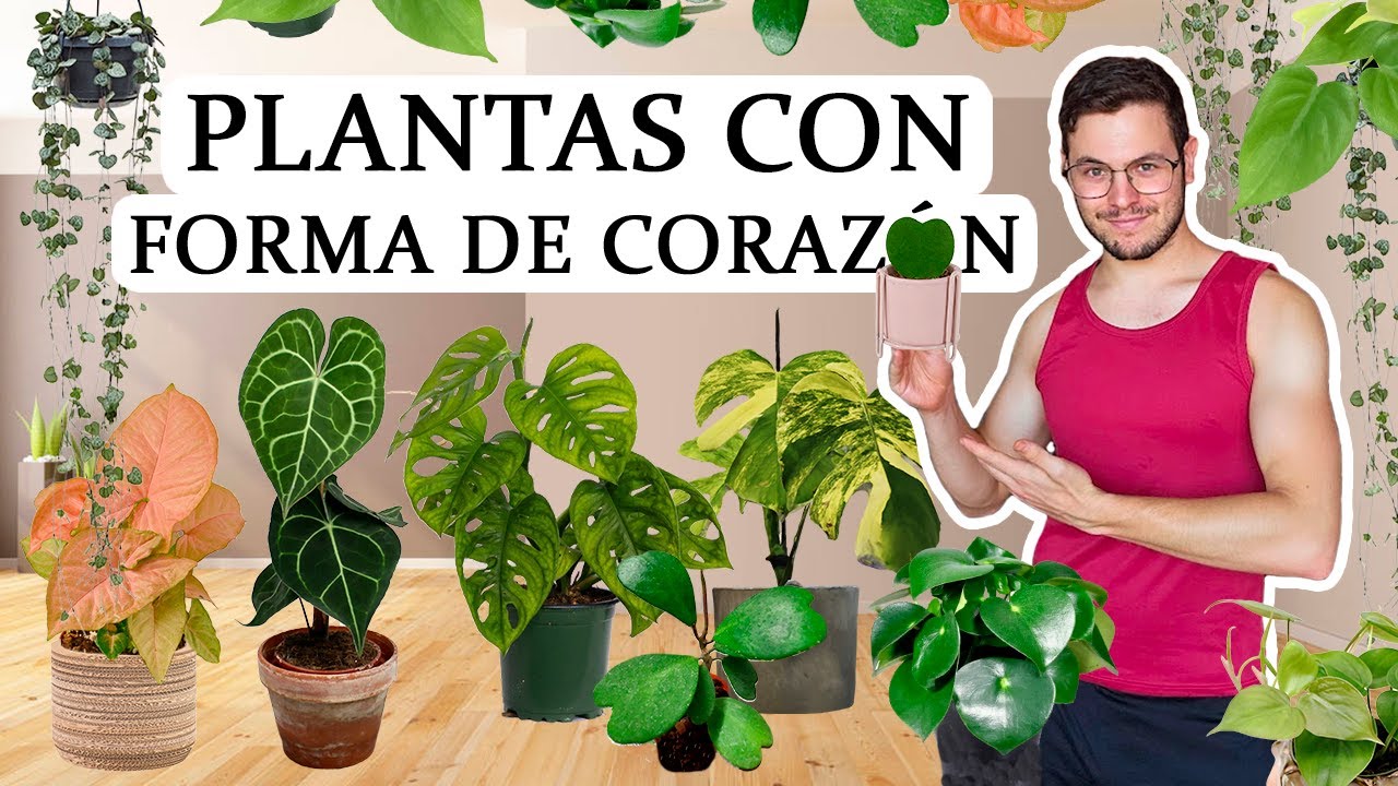 TOP 8 plantas de interior con hojas en forma de corazón 💚