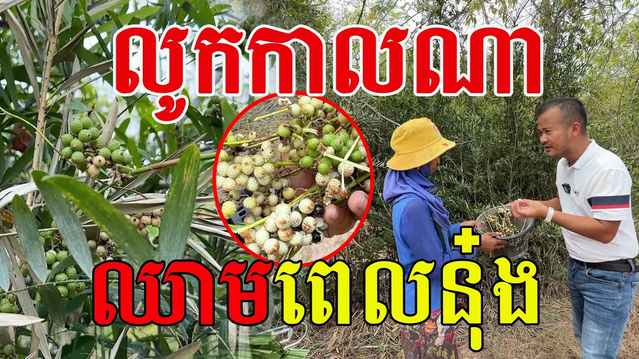 លូកមិនស្រួល សុសដៃហើយ ផ្លែធំៗល្អណាស់