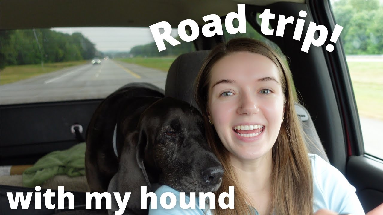 The Ultimate Dog-Friendly Road Trip Adventure with my Bloodhound!