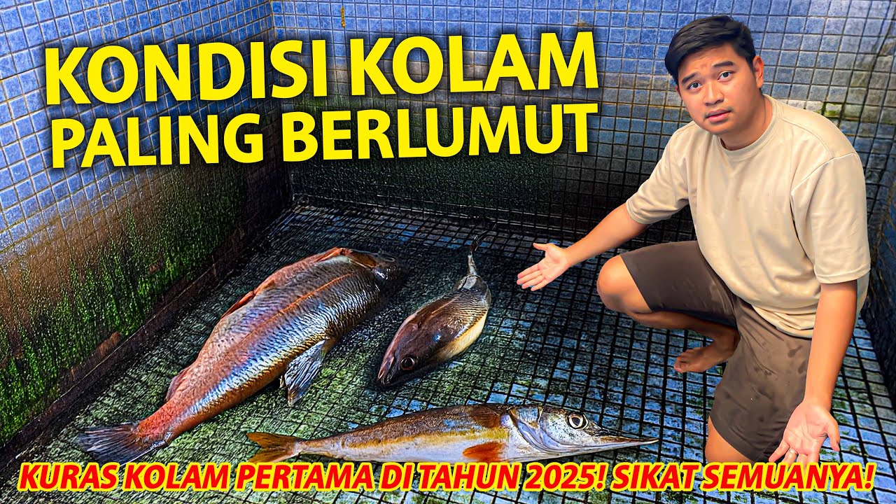 KONDISI KOLAM AKU PALING BERLUMUT AKHIRNYA DIBERSIHKAN! KONDISI SEMUA IKAN DI KOLAM JADI BEGINI!