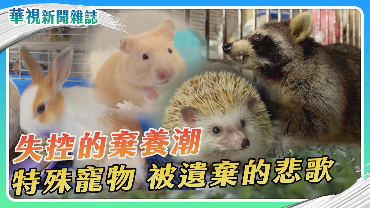 失控的棄養潮 特殊寵物被遺棄的悲歌｜記者 徐敏娟 邱勇賓｜華視新聞雜誌EP2393單元2 2023.12.16