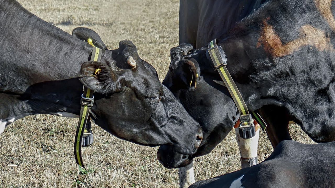 Scientists Find Dairy Cows Have Complex Emotional Relationships Like Humans