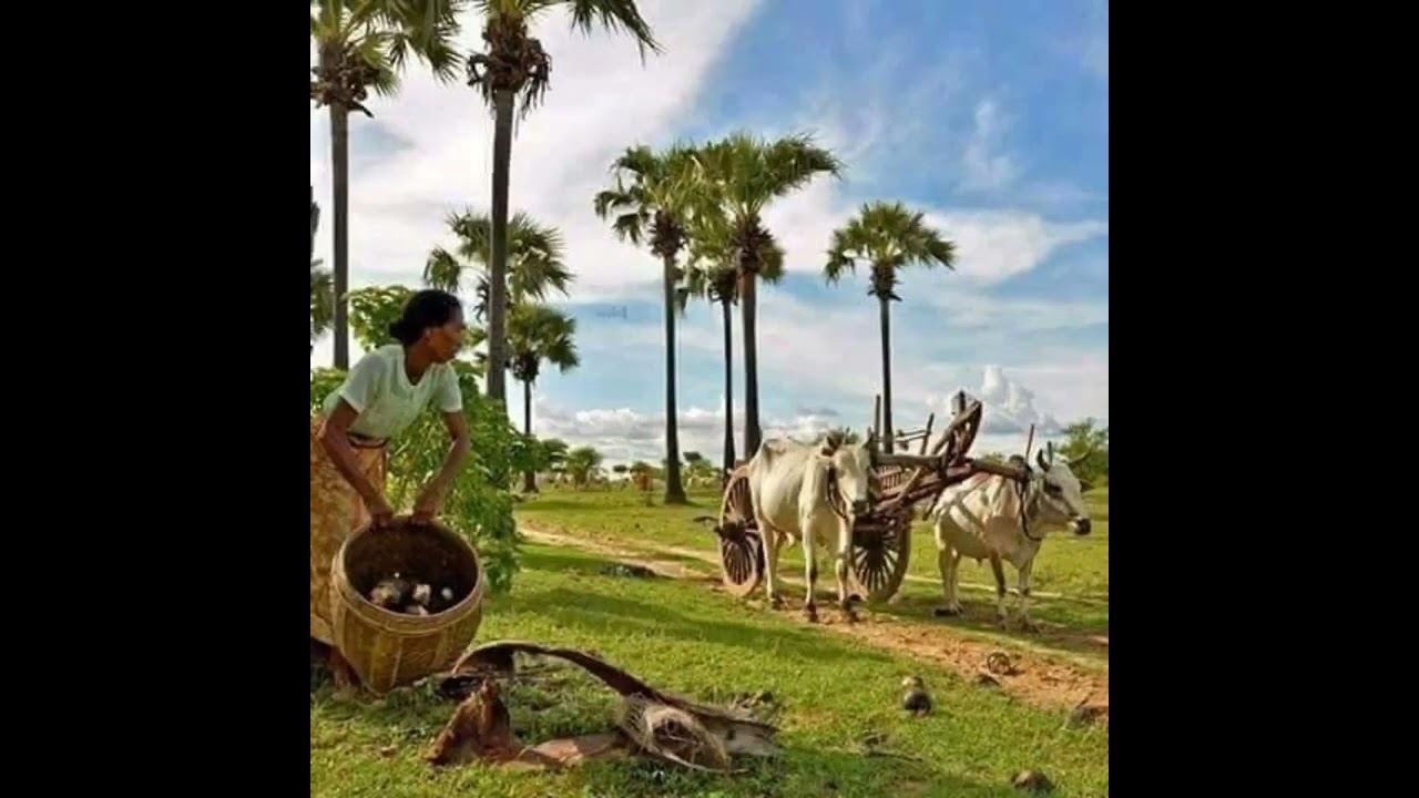 စက်ဆရာများအကြိုက် ဆိုင်းသီချင်းလေး ညီလေးတိုရွာ🥰🥰🥰