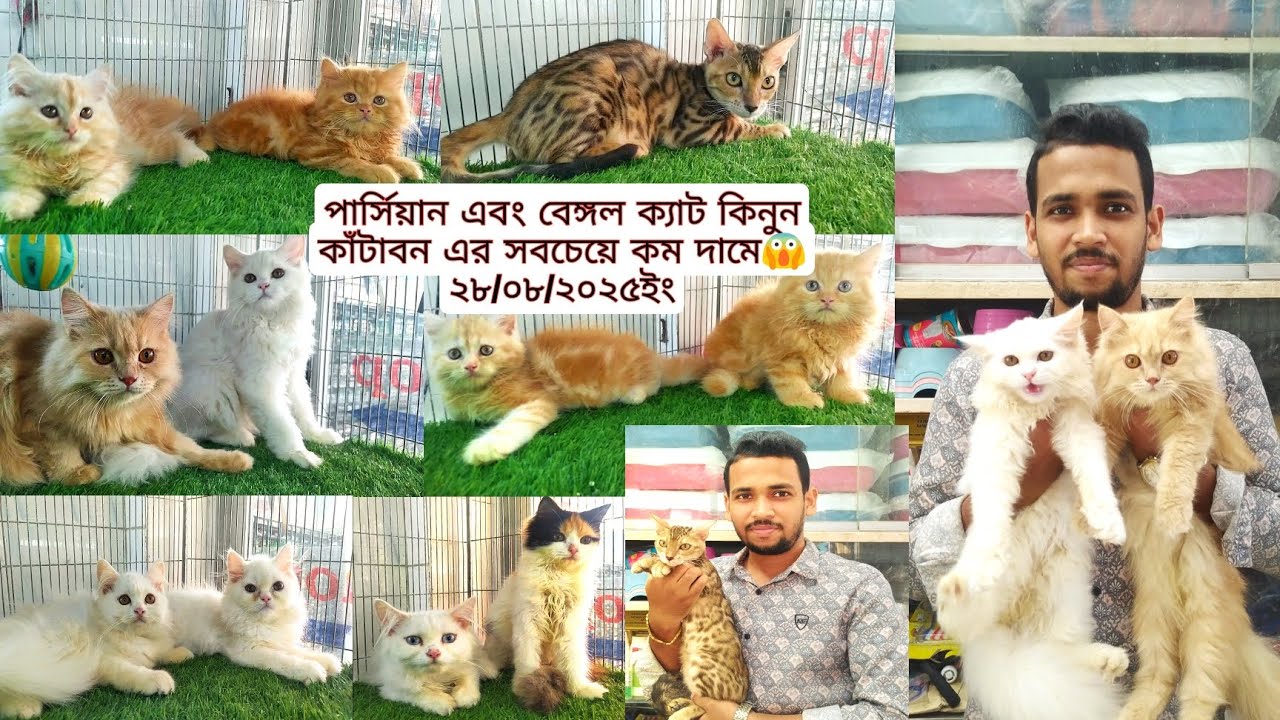 Bengal Cat, Persian Cat | কাঁটাবন এর সবচেয়ে কম দামে বিড়াল আমরাই দিচ্ছি😱