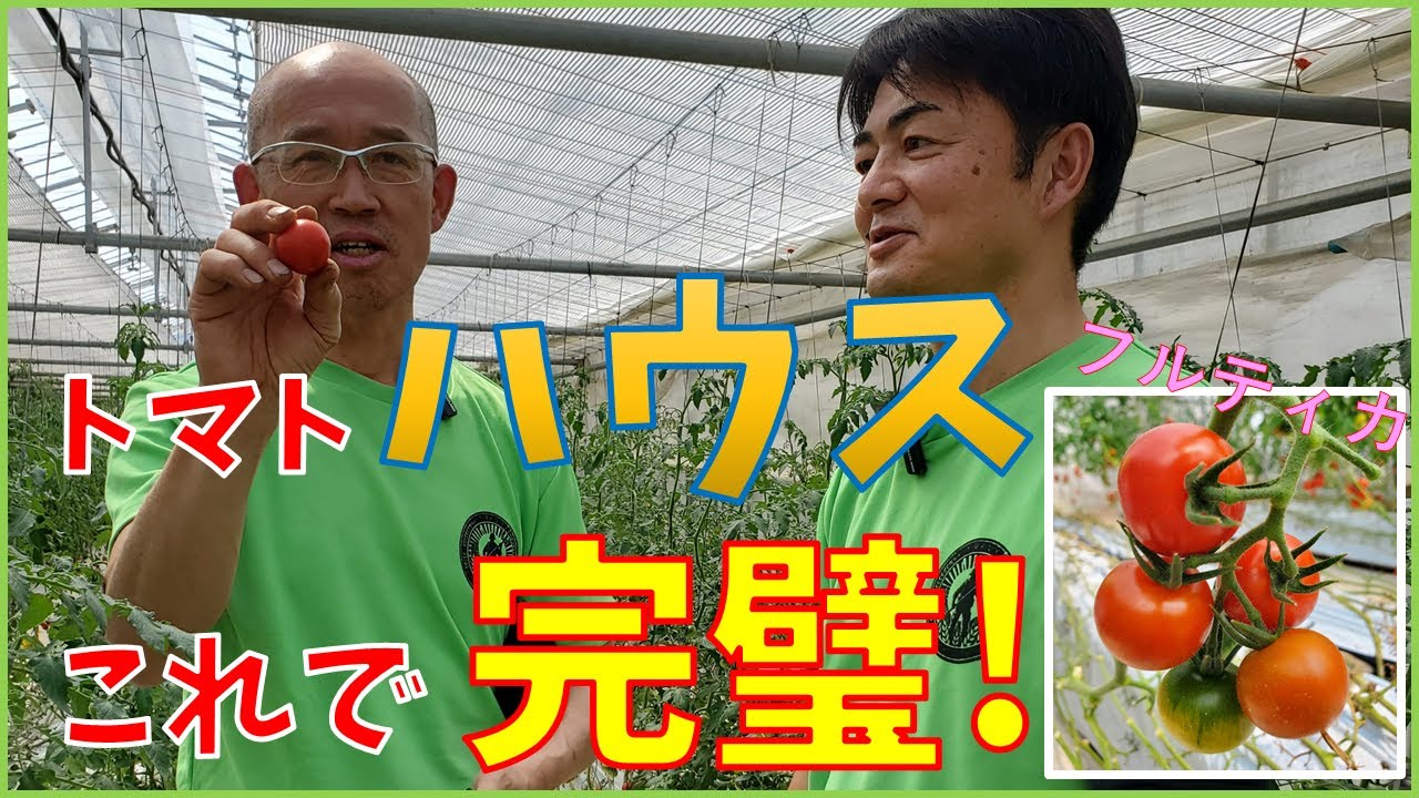 【完全版】トマトのハウス栽培、現場で教わった"全て"（多古町・佐藤正史さん直伝）
