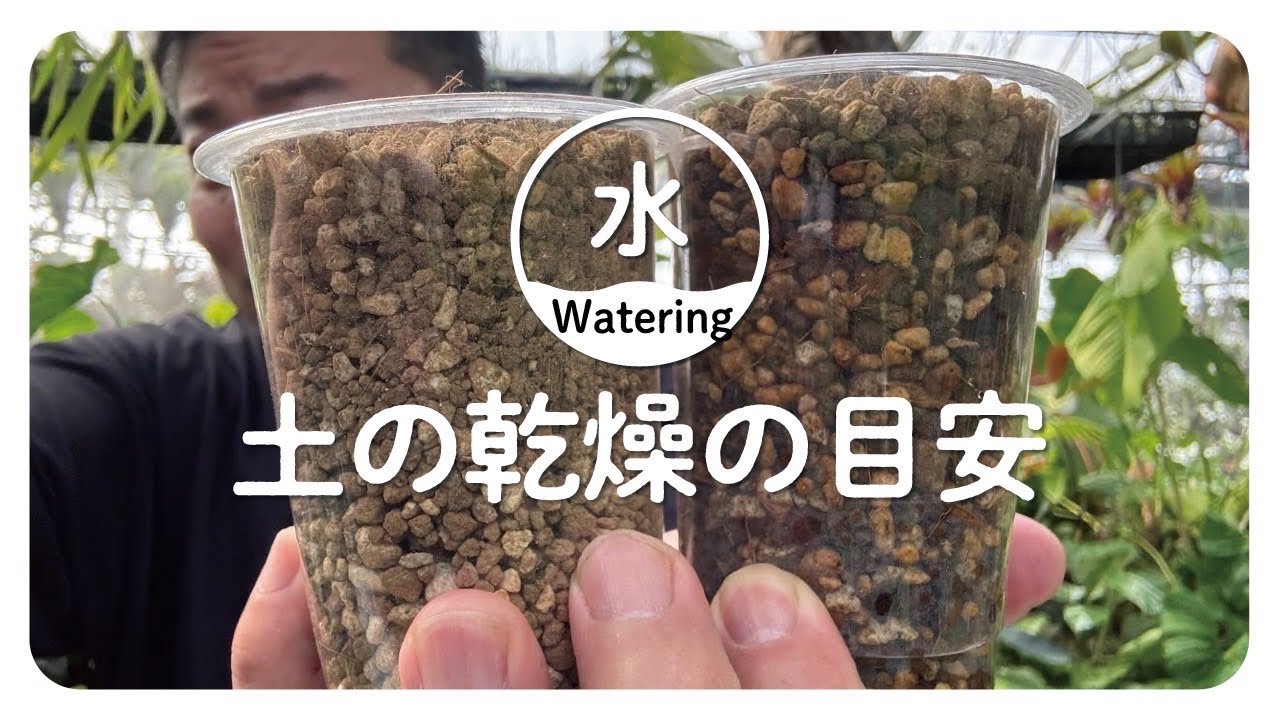【水やり】乾湿の繰り返しの用土乾燥について解説