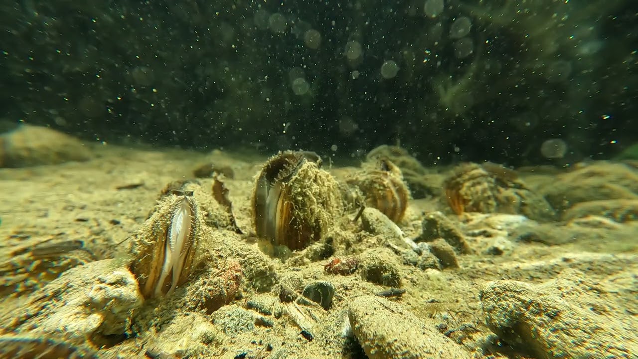 Western Ridged Mussels and California floaters filter feeding in a California stream 