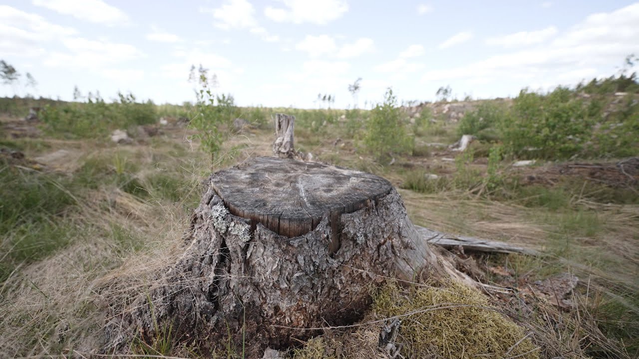 Was bedeutet ein Kahlschlag f&uuml;r den Wald?