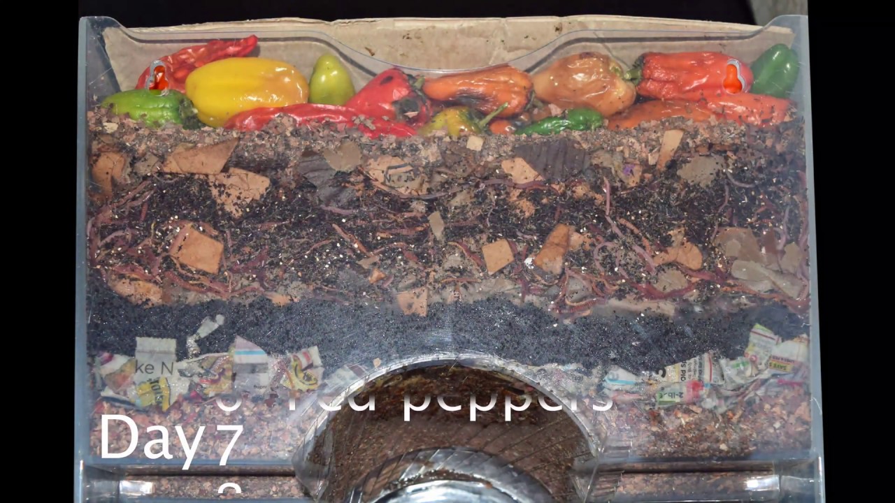 Flash-lit Layered Worm Bin 1-month Time-lapse - ALL FRAMES - vermicomposting