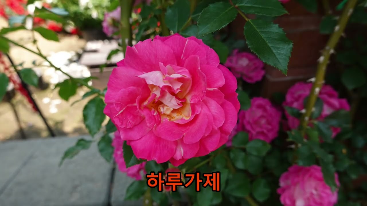 장미사진50종류 [21]
