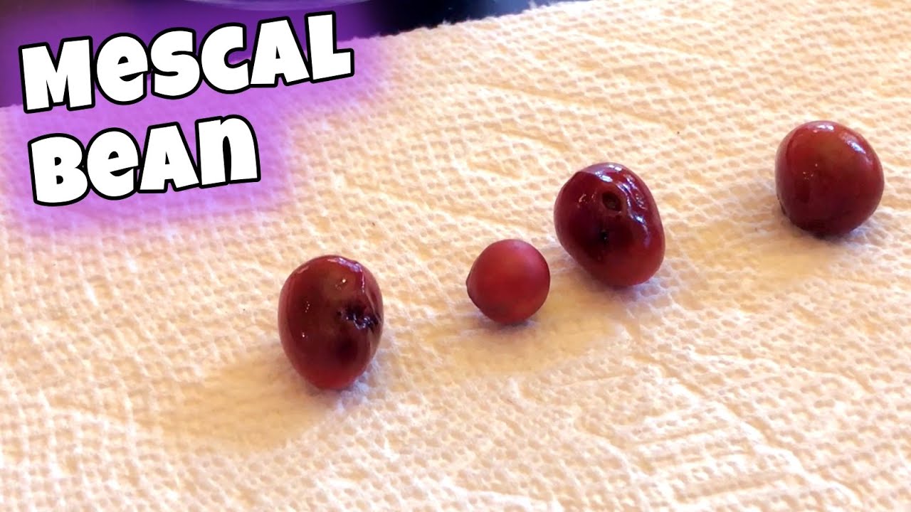 Texas Mountain LAUREL Propagation by Scarified SEED Part 2