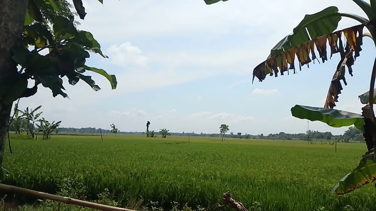 pemandangan sawah yang sangan penyejuk hati ...