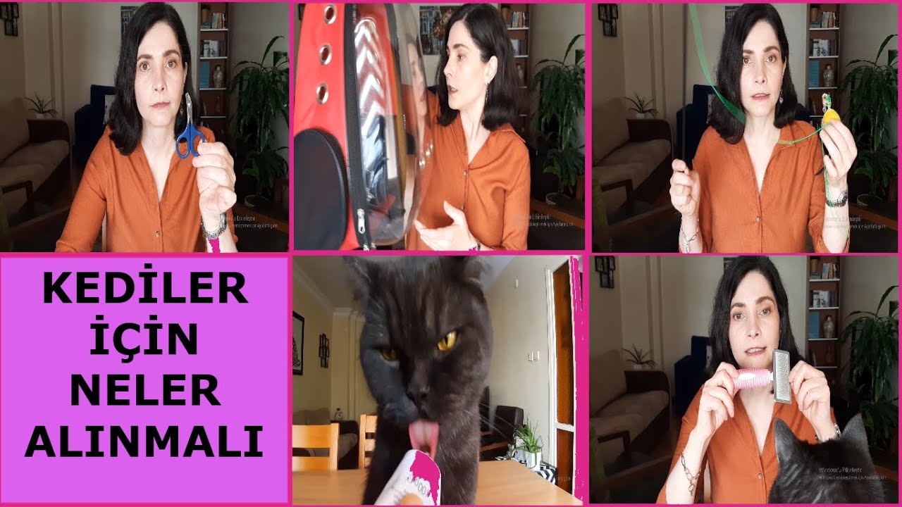 kedi sahiplenmek isteyenler ne almalı | kedime neler almalıyım | kedi için alınacak eşyalar