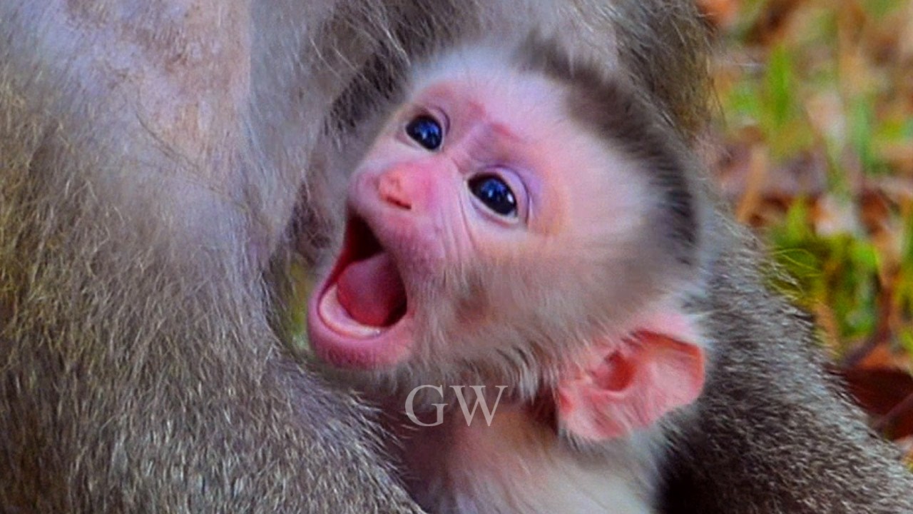 Newborn in the World! Mom Monkey Pigtail Just Gave Birth to a Cute Baby, Congratulations!